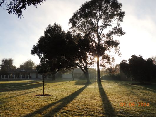 Walnut Park in Fog